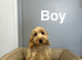 Caramel beautiful litter of cockapoo puppies