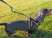 Smooth hair dachshund girl