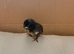 Serama chicks x 2 - smallest chicken