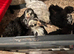 Mottled bantam cockerels
