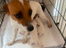 Jack Russell puppies