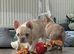 French bulldog puppies/DNA health tested parents