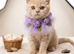 Stunning GCCF registered BRITISH SHORTHAIR