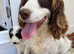 Beautiful cockapoo puppies