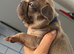 The 3 cutest frenchie pups you'll ever meet. Montlhy payplan option