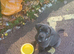 Knoxs the cane corso