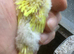 Fledglings