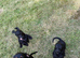 Toy Poodle x Mini Dachshund Puppies