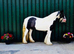 Piebald Traditional Cob Mare 13.2hh
