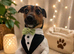 MAXI HANDSOME JACK RUSSELL AVAILABLE FOR STUD