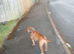 Staffordshire bull terrier dog for sale