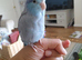 Spectacled female parrotlet with blue male