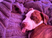 10 months old Staffy cross for rehome