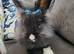 Lionhead baby 14 weeks old
