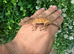 Super Dalmatian&rsquo;s Crested Geckos