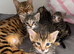 Bengal X