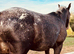 Stunning snowflake Appaloosa colt