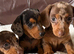 Beautiful Miniature Dapple Dachshunds