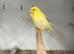 Varioue Stunning Baby Canaries
