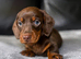 Miniature dachshunds kc reg