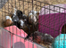 Baby Guinea pigs