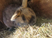 Adult  rabbits  male and female