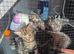 mix ragdoll kittens