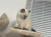 Female kittens