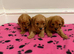 F1 Cavapoo Puppies for sale