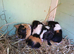 4 baby guinea pigs