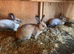 Californian x Thuringer Rabbits – 3 Does & 1 Buck – 10 Weeks