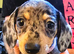 Miniature Jackshund