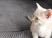 Cream bsh Cross male kitten needs loving forever home