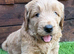 Sunning littler of Australian Double Doodles from Health screened parents