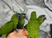 Friendly HandReared Super Tame Hahn Macaw