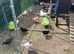 Chicken Chicks and Pullets