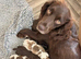 Cocker spaniel puppies from health tested parents