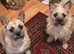 Two friendly little dogs