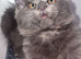stunning XL full Maine coon kittens