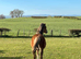 Registered Welsh section A yearling filly