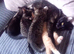 Little girl kitten