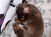 Beautiful litter of tiny Daschunds ️REDUCED