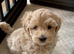 Gorgeous F1 Toy Maltipoo Puppies DNA Health Tested Clear