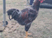 Blue Laced Wyandotte Cockerel