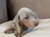 Sweethearts looking for forever homes