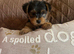 Male Yorkshire Terrier Pup