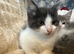 Grey and white kitten