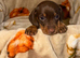 Tiny miniature dachshund