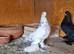 Tumbler pigeons