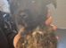 Female Yorkie X Staffy Pup
